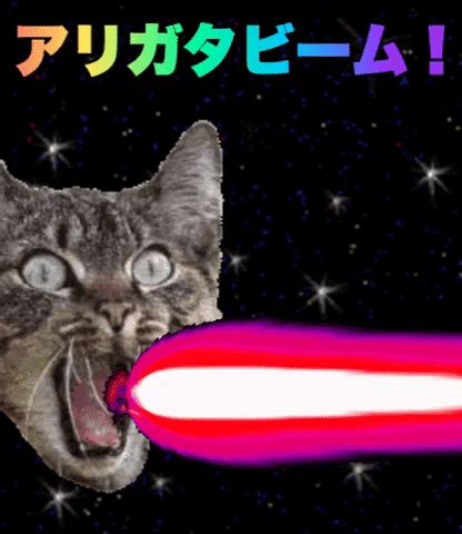 Cat Laser Beams Gif The Best Picture Of Beam