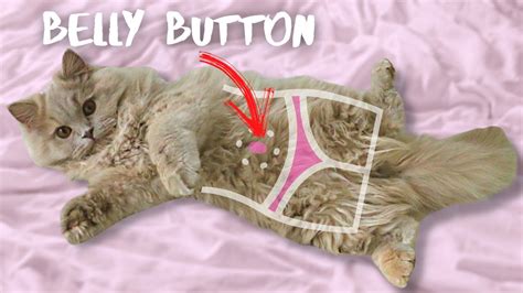Do Cats Have Belly Buttons How To Find A Cats Navel Furry Cat Youtube