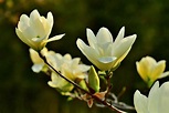 12 Common Species of Magnolia Trees and Shrubs