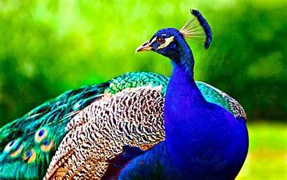Peacock Bird Birds Wallpapers 4k Backgrounds Feather