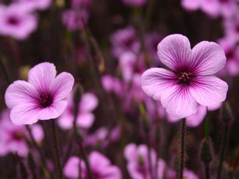 Purple plant, dark background, pattern, beautiful, floral, purple flowers, 5k. Purple Flowers Wallpapers - Wallpaper Cave