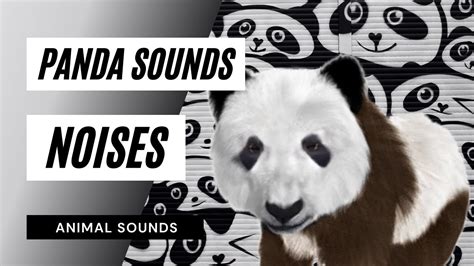Panda Sounds Noises Panda Sound Voice Bleating Noise Of Panda