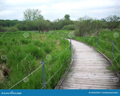 Boardwalk Through The Wetland Stock Image Image Of Blooming Growing