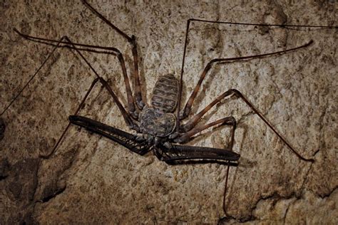 The venom contains a complex mix of toxins that affect the nervous system (neurotoxins). Tailless whip scorpion | arachnid | Britannica
