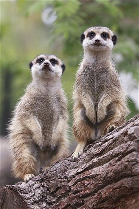 77 Best Meerkats Prairie Dogs Marmots Images On