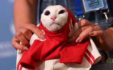russia s ‘psychic cat achilles predicts the winner of the opening world cup game
