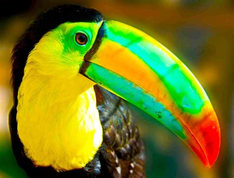 Toucan Parrot Bird Tropical 60 Wallpapers Hd Desktop And Mobile Backgrounds