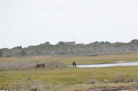 Assateague Assateague Island State Park Maryland Samjp