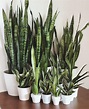 Different Kinds Of Snake Plants : Learn about snake biology ...
