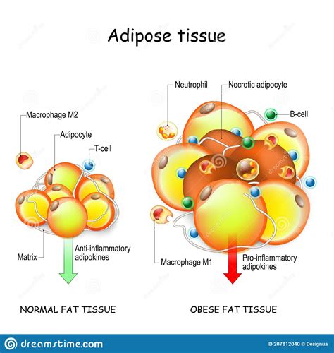Adipocytes Obesity And Inflammation Normal And Obese Adipose Tissue