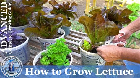 How To Grow Lettuce From Seed Advanced Complete Growing Guide Youtube
