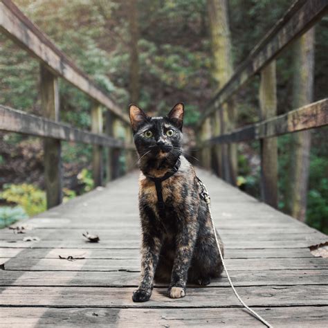 This Adventure Kitty Turned Her Rescuer Into A Cat Person Adventure