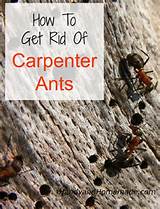 Pictures of Lowes Carpenter Ants