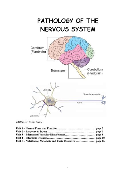 Pathology Of The Nervous System Rabies Nervous System