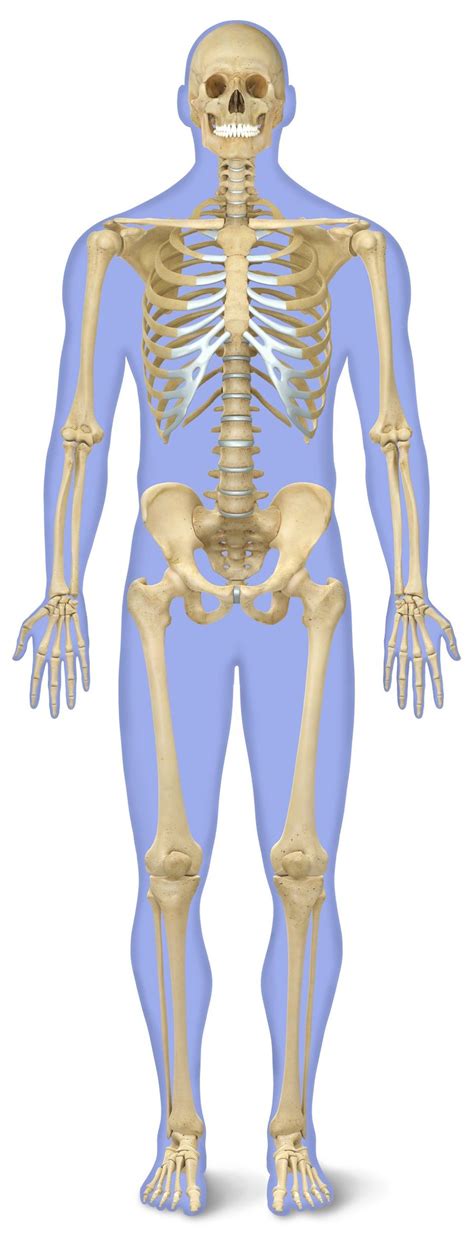 Skeleton And Joints Anatomy Quizizz Physical Ed Quizizz