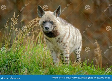 Striped Hyena Hyaena Hyaena Native To North And East Africa Animal