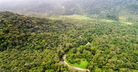 Cameroon Key Centre For Forest Conservation In Central Africa Afrik 21