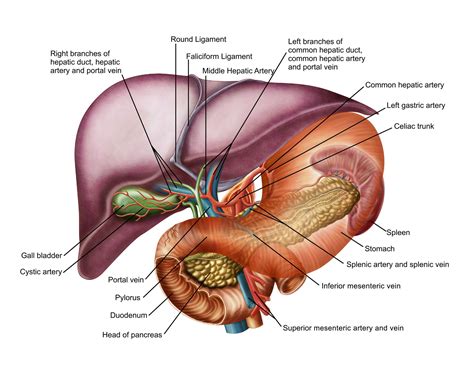 Common Hepatic Artery Anatomy Function And Significance