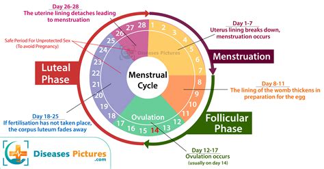 Menstrual Cycle Key Phases Fertility Facts Sugabi Clinic Hot Sex Picture