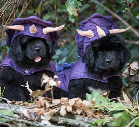 15 Funny Halloween Costumes For Newfoundlands Page 3 Of 5 The Dogman