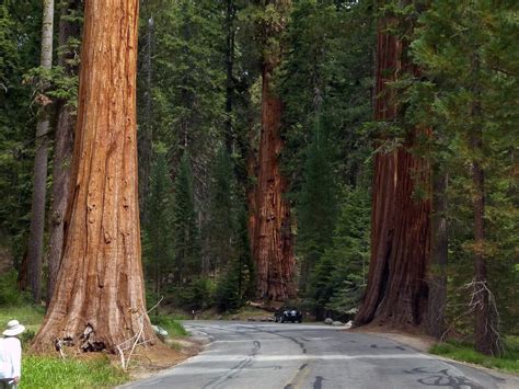 How The Giant Sequoia Protects Itself