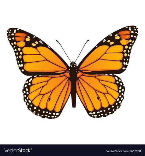 Monarch Butterfly Hand Drawn Royalty Free Vector Image