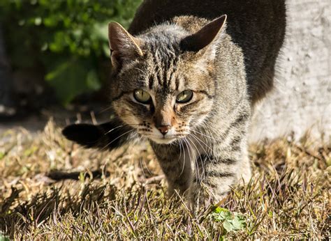 Feral Feast Cats Kill Hundreds Of Australian Animals Partnership For