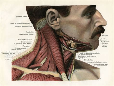 Neck Muscle And Tendon Anatomy