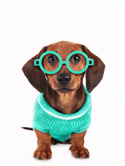 16 Adorable Photos Of Dogs Wearing Glasses Cute Dog Photos Cute Dogs