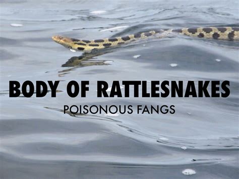 All About Rattle Snakes By Boexx044