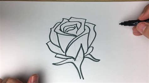 Pasos Para Dibujar Una Rosa Como Dibujar Una Rosa Paso A Paso 11