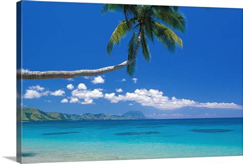 Fiji Kadavu Island Palm Tree Stretched Over Turquoise Coastline Wall