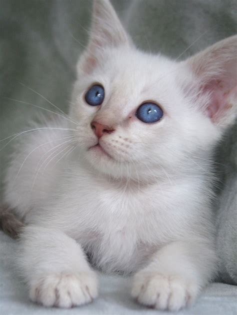 Kittens of nearly all cat breeds are born with blue eyes, which later mature into darker colors. 48 best Siamese kittens/cats images on Pinterest | Kitty ...