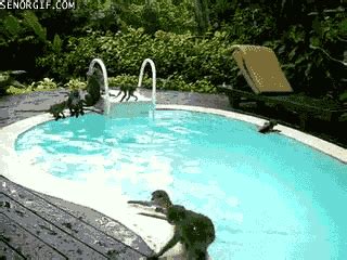 Monkeys In The Pool Animated GIF Swimming Gif Monkeys Funny