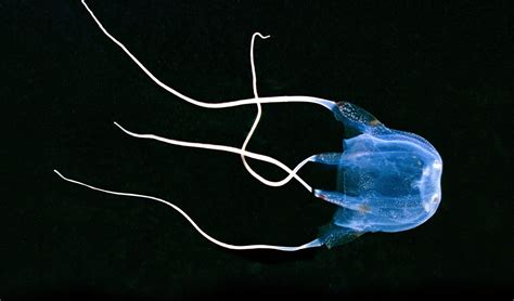 We Have An Antidote For Box Jellyfish Stings But It Comes Down To The