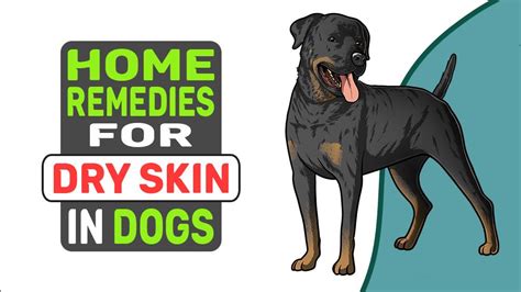 Home Remedies For Dry Skin In Dogs My Pets Routine