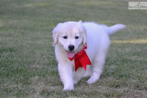 Check spelling or type a new query. Cami: English Golden Retriever puppy for sale near ...