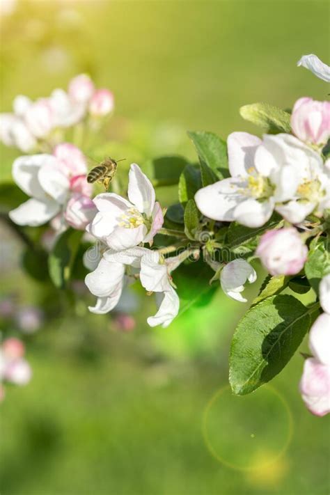 Beautiful Blooming Apple Trees In Spring Park Close Up Apple Trees