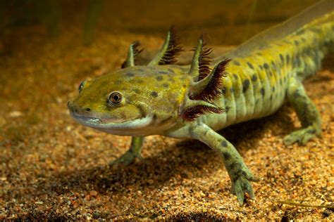 Barred Tiger Salamander Larvae