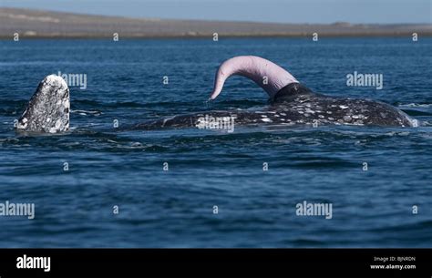 A Gray Whale S Penis Is Seen During Mating In Ojo De Liebre Lagoon Stock Photo Alamy