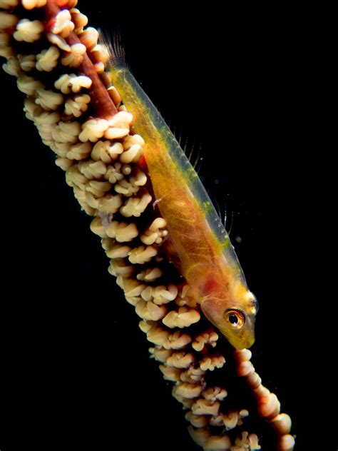 Whip Coral Goby Christoph Troesch