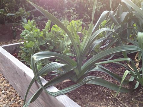 Growing Leeks From Starting Seeds To Blanching Bulbs