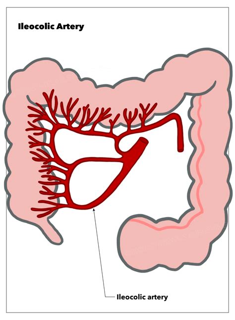 Anatomy Abdomen And Pelvis Ileocolic Artery Article