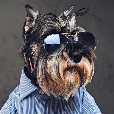 Psbattle Dog Wearing Sunglasses Rphotoshopbattles