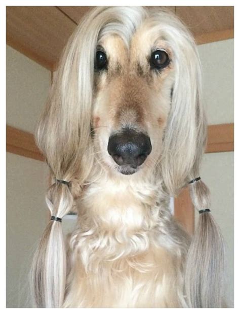 20 Fabulous And Hilarious Doggy Hairstyles