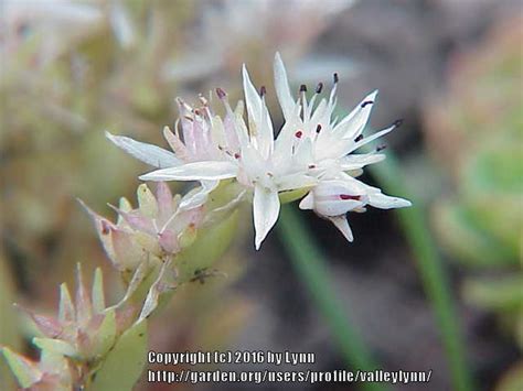 Photo Of The Bloom Of Cliff Stonecrop Sedum Glaucophyllum Posted By