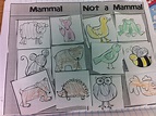 mammals and not mammals sort | Mammals, All about animals, Mammal unit
