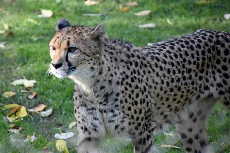 Cheetah Animal Facts | Acinonyx jubatus | AZ Animals