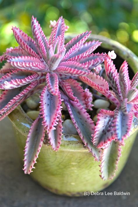 Cochineal (an insect) is present in much of the lower. 10 Beautiful Succulent Varieties for Your Home or Garden ...