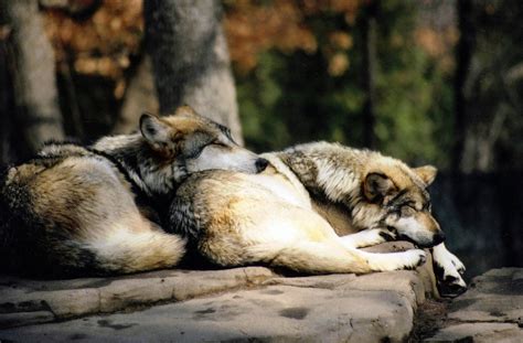 Wolves (canis lupus), are related to dogs, or more rightly, dogs are actually related to wolves. White Wolf : These 10 Sleepy Wolves Decided To Use Each ...